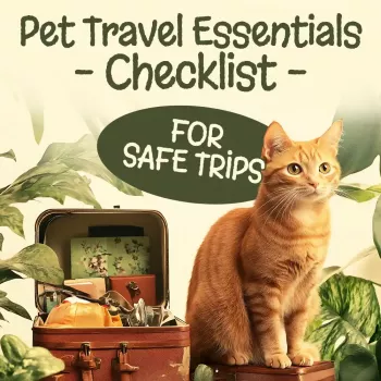 Dog Travel Essentials: Safety, ID, Food, Comfort