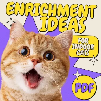 Indoor Cat Entertainment: Play, Climb, and Enrich